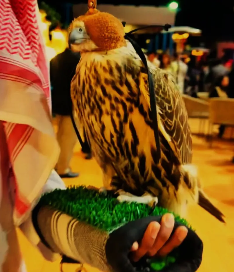 Falcon perched on a gloved hand held by a handler